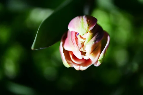 Beautiful Tulip Flower Close — Stockfoto