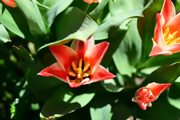 Красивые Красные Цветы Тюльпан Растет Саду — стоковое фото