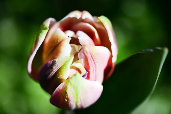 Bela Flor Tulipa Perto — Fotografia de Stock