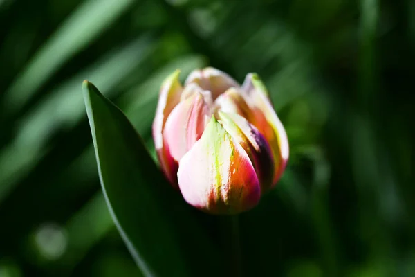 Güzel Lale Çiçeği Yaklaş — Stok fotoğraf