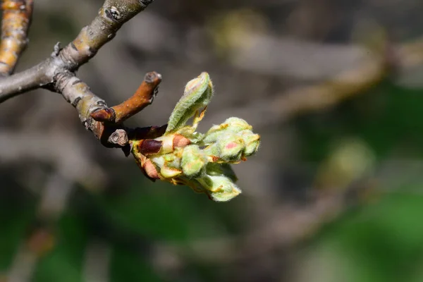 Mooie Lentebloemen Knoppen Natuur Achtergrond — Stockfoto