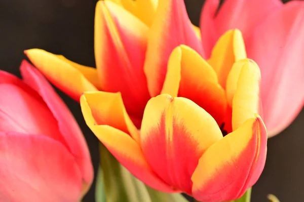 Hermosos Tulipanes Sobre Fondo Oscuro — Foto de Stock