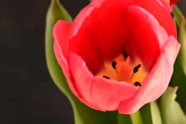 Nahaufnahme Der Schönen Tulpenblume — Stockfoto