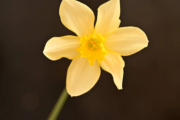 Krásný Žlutý Květ Černém Pozadí — Stock fotografie