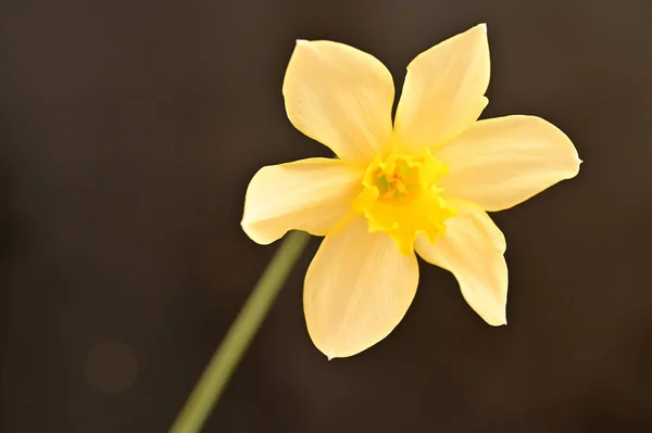 Siyah Arka Planda Güzel Sarı Çiçek — Stok fotoğraf