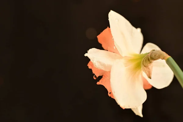 Schöne Narzissenblüte Aus Nächster Nähe — Stockfoto