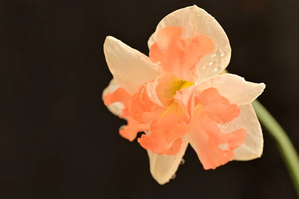 Hermosa Flor Narciso Cerca — Foto de Stock