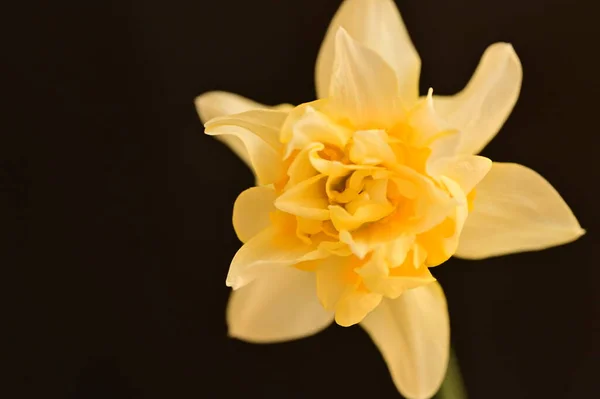 Krásný Žlutý Květ Černém Pozadí — Stock fotografie