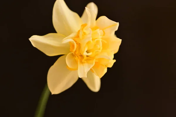 Hermosa Flor Amarilla Sobre Fondo Negro — Foto de Stock