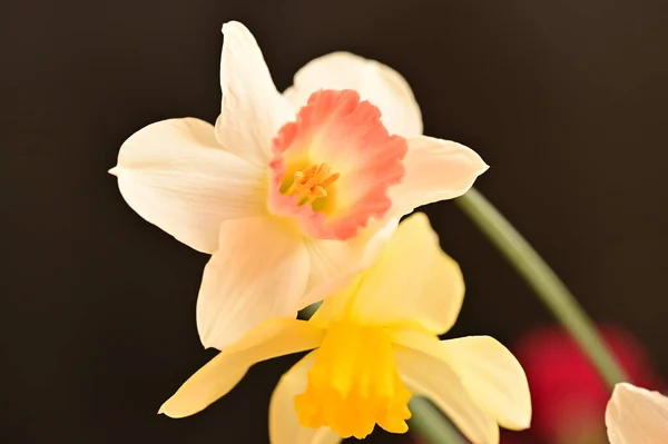 Красивые Нарциссы Саду Весенний Фон — стоковое фото
