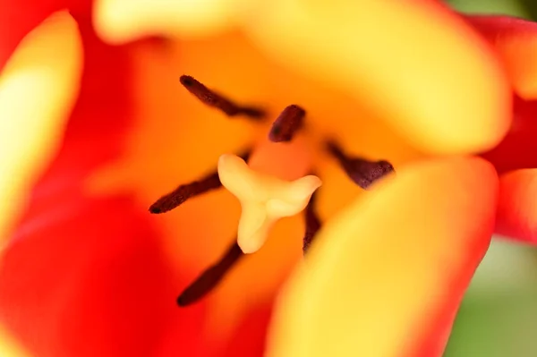美しいチューリップの花の終わり — ストック写真