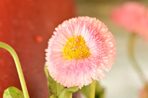 Крупним Планом Красива Квітка — стокове фото