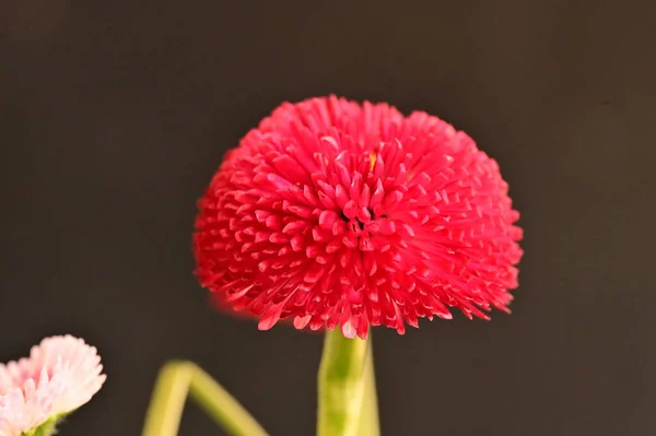 Крупним Планом Красива Квітка — стокове фото