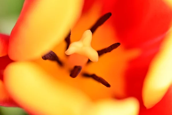 Nahaufnahme Der Schönen Blume — Stockfoto