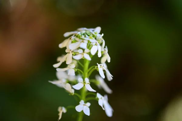 Belas Pequenas Flores Brancas Fundo Escuro — Fotografia de Stock