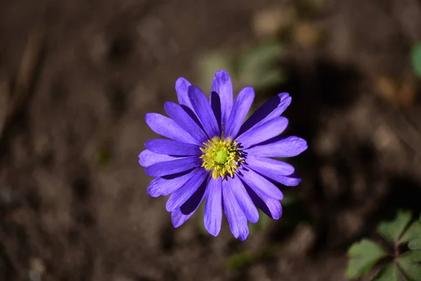 Красивые Фиолетовые Цветы Растущие Саду Закрыть Вид — стоковое фото
