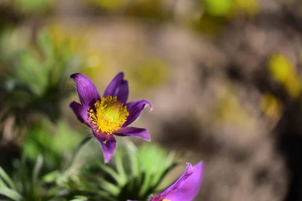 Bahçede Büyüyen Güzel Mor Çiçekler Yakın Görüş — Stok fotoğraf