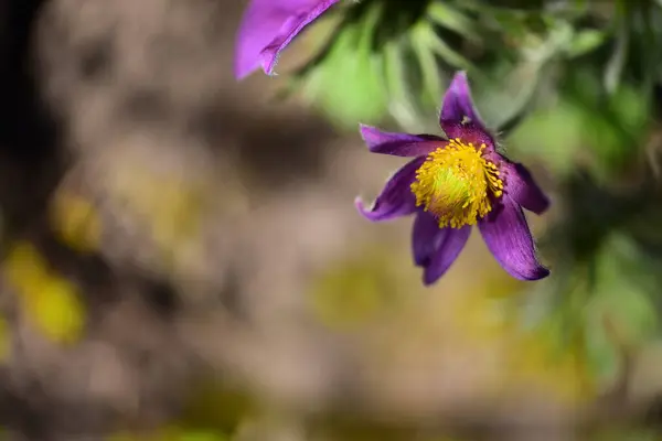 Красиві Фіолетові Квіти Ростуть Саду Крупним Планом — стокове фото