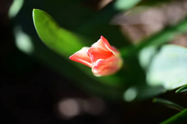 Zblízka Krásné Tulipán Květiny — Stock fotografie