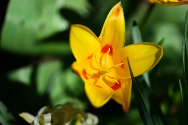 Close Beautiful Tulip Flower — стоковое фото