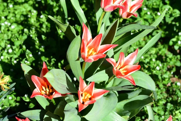 Bahçede Yetişen Güzel Kırmızı Lale Çiçekleri — Stok fotoğraf