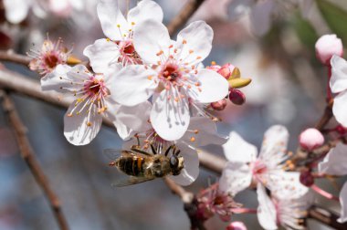 Güzel bahar çiçekleri, doğa arka planı.