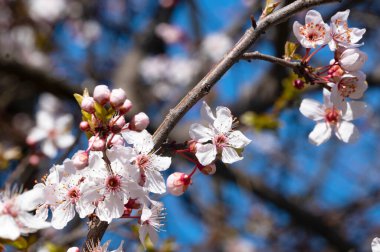 Güzel bahar çiçekleri, doğa arka planı.