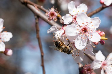 Güzel bahar çiçekleri, doğa arka planı.