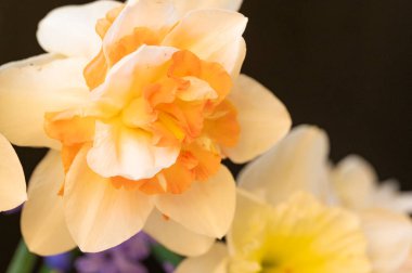 Bahçede güzel nergisler, bahar arkaplanı..