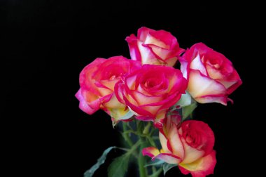 Güzel güller, kapatın.