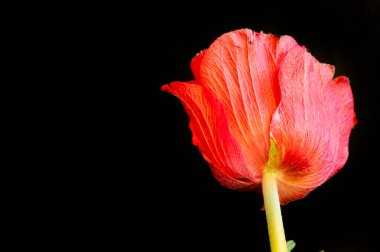 Güzel çiçeğe yaklaş.