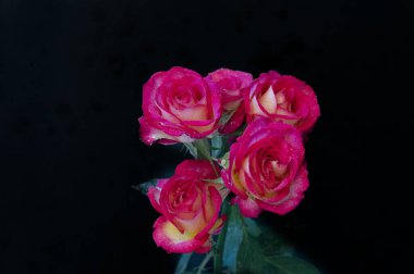 Güzel güller, kapatın.