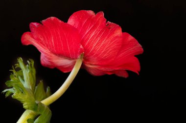 Güzel çiçeğe yaklaş.