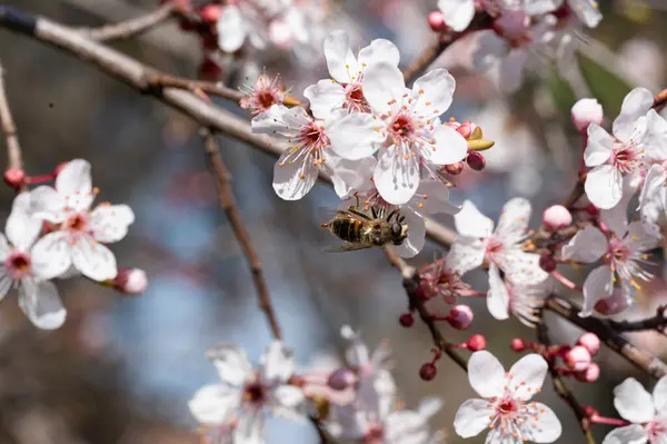 stock image beautiful  spring flowers blossom, nature background