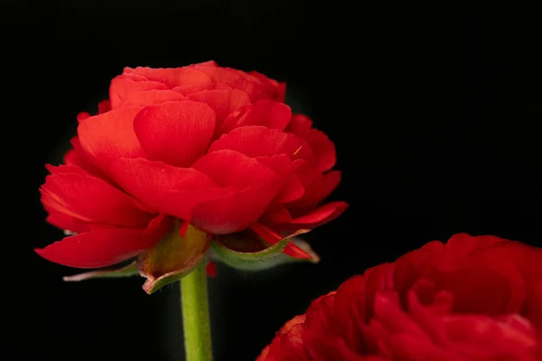 Beautiful Roses Flowers Close — Stock Photo, Image