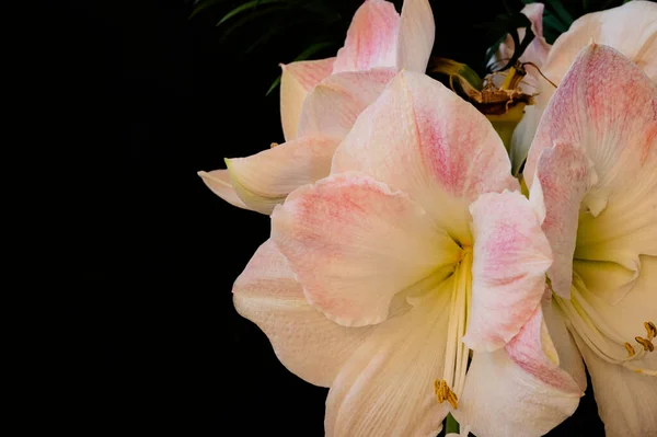 Gyönyörű Virágok Virágkompozíció Háttér — Stock Fotó