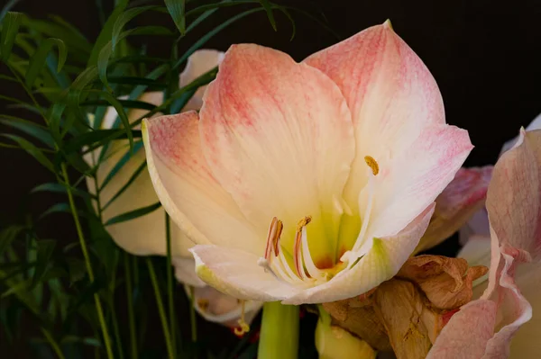 Piękne Kwiaty Tło Kompozycji Kwiatowej — Zdjęcie stockowe