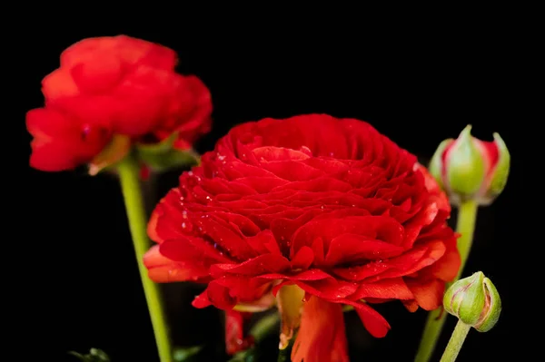 Vackra Rosor Blommor Närbild — Stockfoto