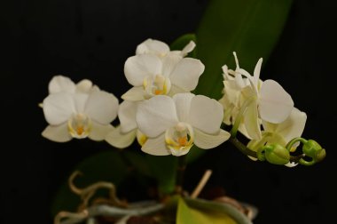 Güzel orkide çiçekleri yakın çekim