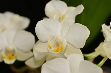 Güzel orkide çiçekleri yakın çekim