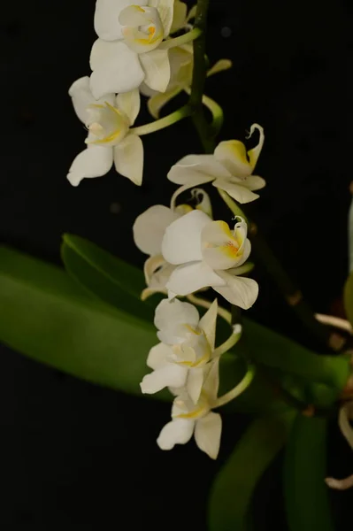 Zbliżenie Piękne Kwiaty Orchidei — Zdjęcie stockowe