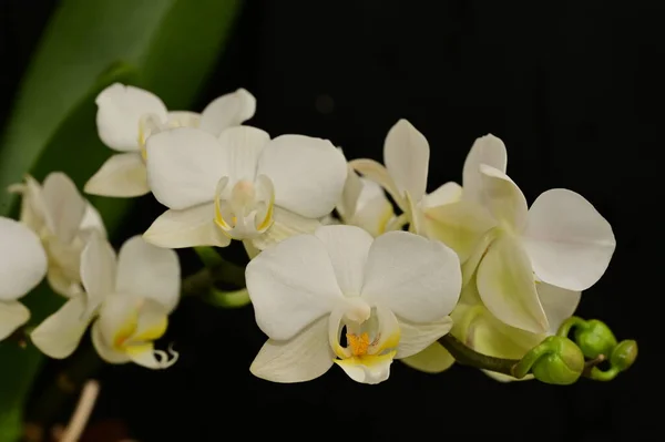 Stock image close up of  beautiful  orchid flowers