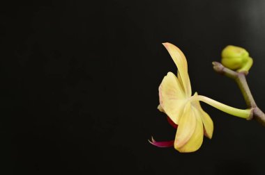 Güzel orkide çiçeğine yaklaş.