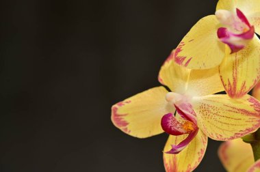 Güzel orkide çiçekleri yakın çekim