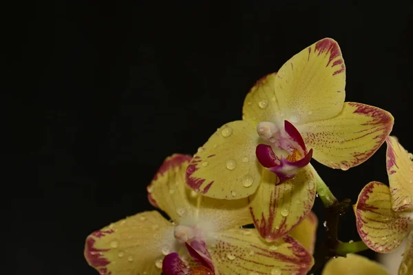 Nahaufnahme Schöner Orchideenblumen — Stockfoto