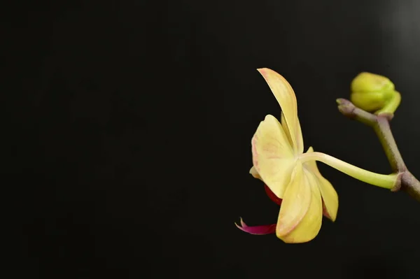 美しい蘭の花を閉じて — ストック写真