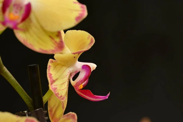Güzel Orkide Çiçekleri Yakın Çekim — Stok fotoğraf