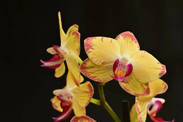 Primo Piano Bei Fiori Del Orchid — Foto Stock