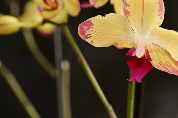Close Belas Flores Orquídea — Fotografia de Stock