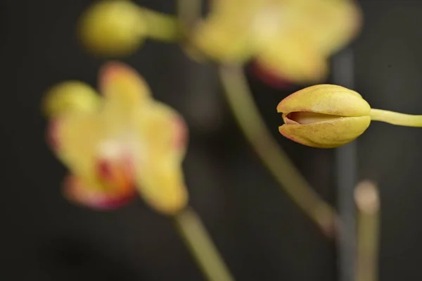 美しい蘭の花のクローズ アップ — ストック写真